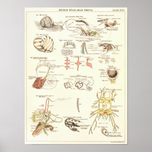 Impresión 1881 de la anatomía de la biología del