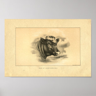 Impresión 1888 de Bull de la vaca de cuernos