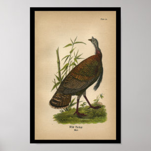 Impresión 1890 del pájaro Turquía salvaje