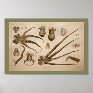 Impresión 1896 del arte de la anatomía del pulpo
