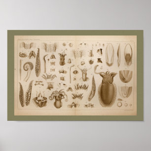 Impresión 1896 del arte de la anatomía del pulpo