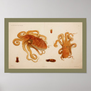 Impresión 1896 del arte del pulpo del color del