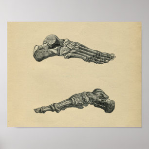 Impresión 1902 del vintage de la anatomía del pie
