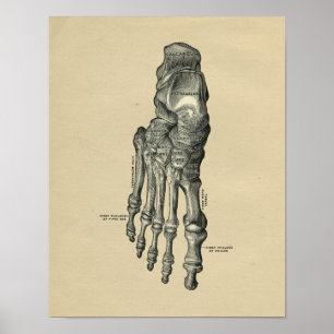 Impresión 1902 del vintage de la anatomía del pie
