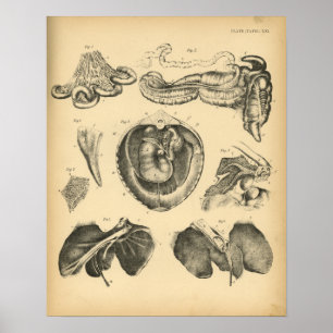 Impresión 1908 del vintage de la anatomía de los