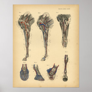 Impresión 1908 del vintage de la anatomía del pie