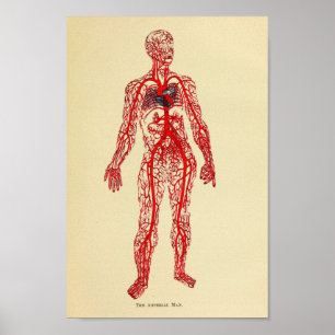 Impresión 1920 del arte de la anatomía de la