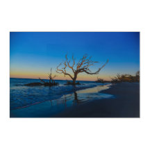 Beach Driftwood Jekyll Island Georgia USA