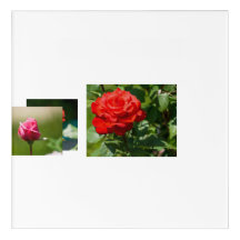 Belleza de Rosa