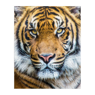 Impresión Acrílica Cara del tigre