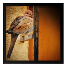 Dozing Dove