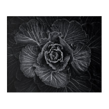 Flores De Patio Trasero En Blanco Y Negro No 108