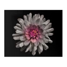 Flores traseras n.º 91 Versión de color