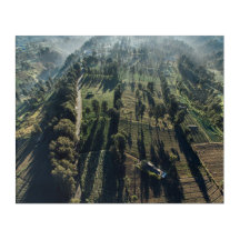 Foto aérea de árboles con hojas verdes