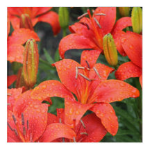 Fotografía de Lillies