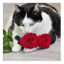 Gato lindo con la rosa roja