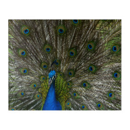 Impresión Acrílica Kauai Peacock