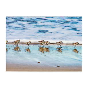Impresión Acrílica Lavanderas que corren a lo largo de la playa