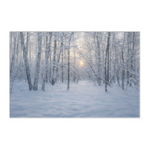 Luz de invierno en un tranquilo bosque de abedules