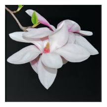 Magnolia blanca