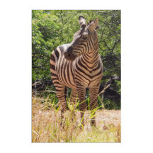 Pared acrílica cebra Art 20" x 30"