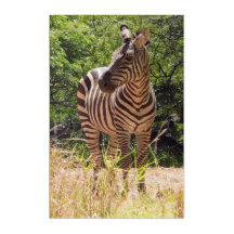 Pared acrílica cebra Art 24 x 36