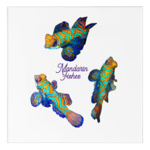 Peces mandarines 