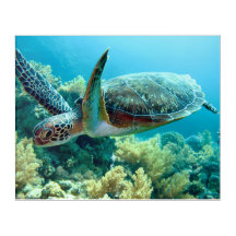 Tortuga del Mar Verde nada en el Mar Rojo