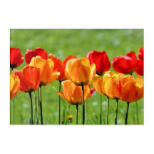 Tulipanes amarillos y rojos