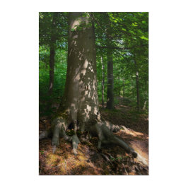 Impresión Acrílica Waldimpression