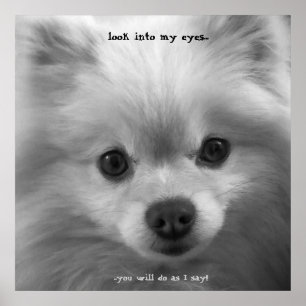 Impresión adorable de poster de pipas panomeranas