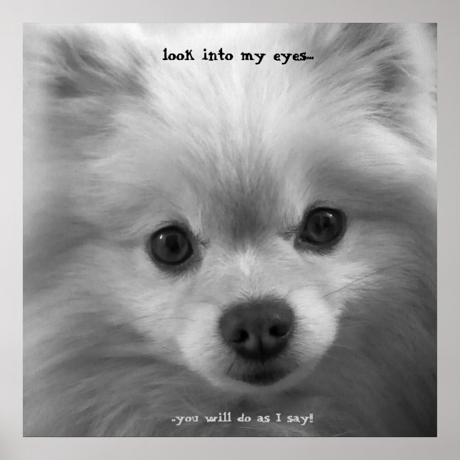 Impresión adorable de poster de pipas panomeranas (Frente)