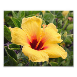 Impresión amarilla de la foto de la flor el   del