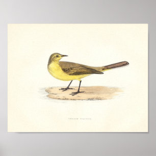 Impresión amarilla del Wagtail