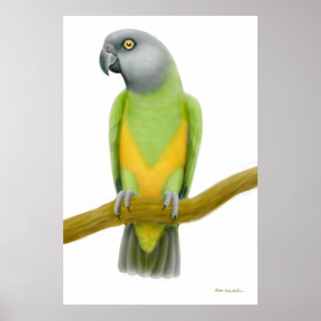 Impresión amistosa de loro de Senegal (Frente)