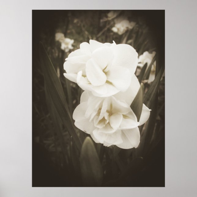 Impresión antidaffodil (Frente)