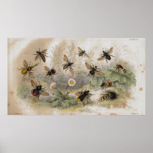 Impresión antigua de la litografía de las abejas