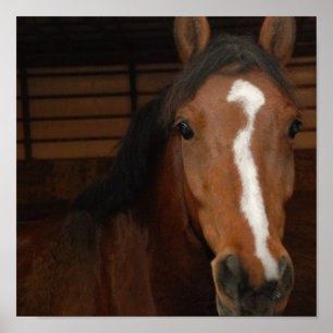 Impresión árabe del caballo