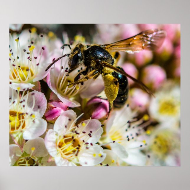 Impresión archivada de abeja en el vecindario 28x2 (Frente)