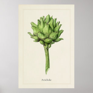 Impresión artística botánica de alcachofa culinari