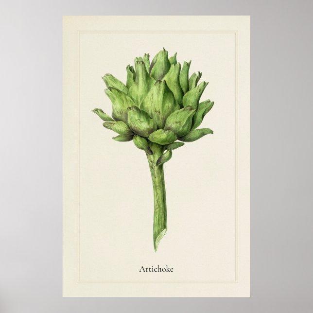 Impresión artística botánica de alcachofa culinari (Frente)