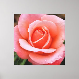 Impresión artística botánica de rosa romántica