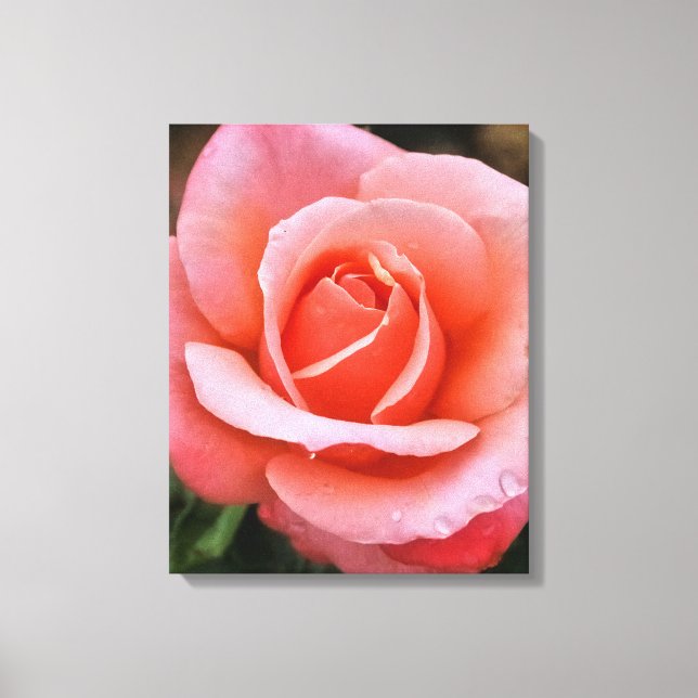 Impresión artística botánica de rosa romántica (Anverso)