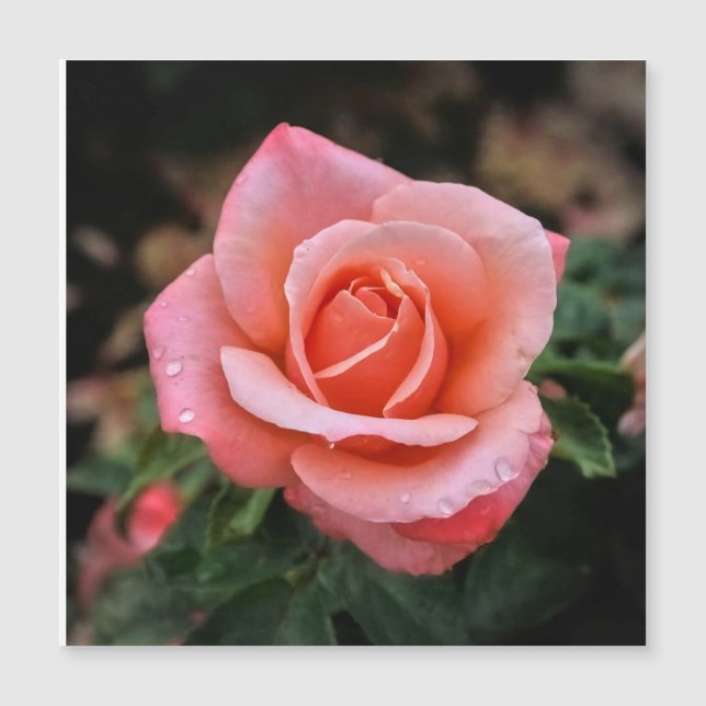 Impresión artística botánica de rosa romántica (Anverso)