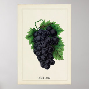Impresión artística botánica y culinaria de uvas n