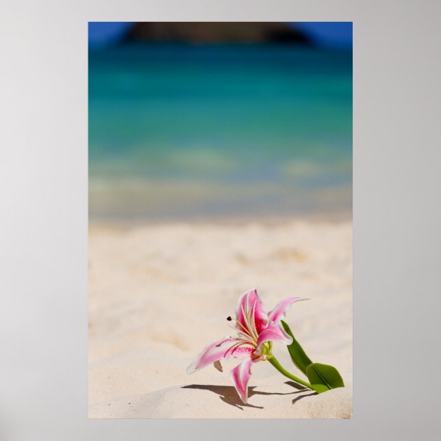 Impresión artística de Beach Lily 24x36 (Frente)
