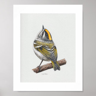 Impresión artística de Kinglet coronada de oro