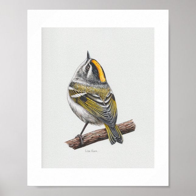 Impresión artística de Kinglet coronada de oro (Frente)