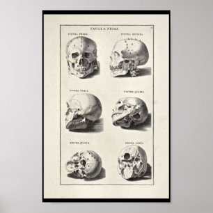 Impresión artística de la anatomía artística de 16