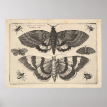 Impresión artística de Moth Lepidoptera (64)